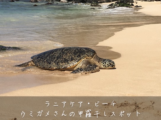 ウミガメの甲羅干し